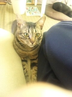 f:id:meitei:20120529125757j:image