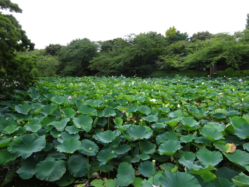 f:id:meitetsu2000:20170807153043j:plain f:id:meitetsu2000:20170807153043j:plain