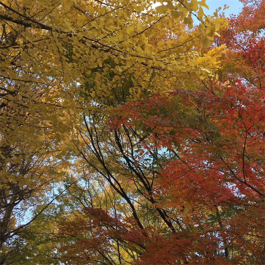 f:id:meitori:20171129223210j:image f:id:meitori:20171129223210j:image