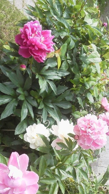 f:id:meityan:20200616083900j:plain