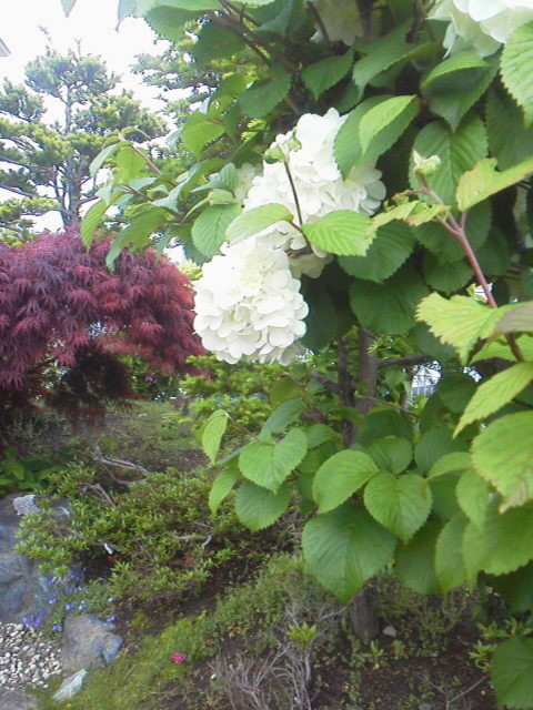 f:id:meityan:20210530111200j:plain