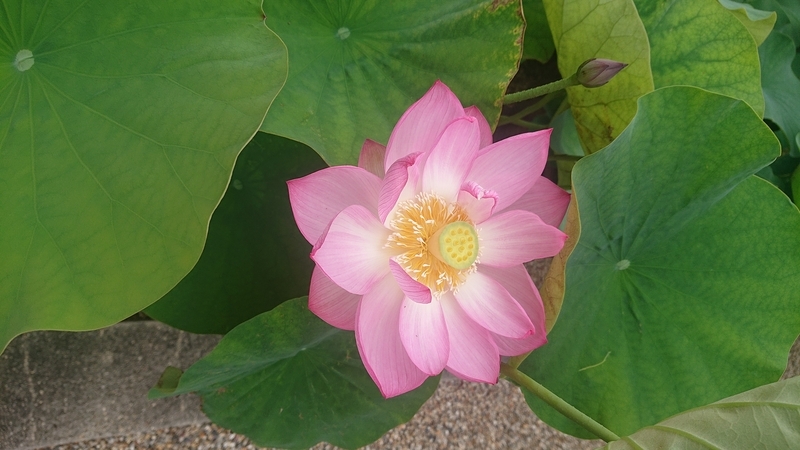 宝珠院の蓮の写真