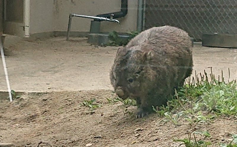 ウォンバットの写真