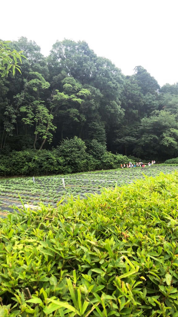 f:id:mekabu6256:20200713205156j:image f:id:mekabu6256:20200713205156j:image