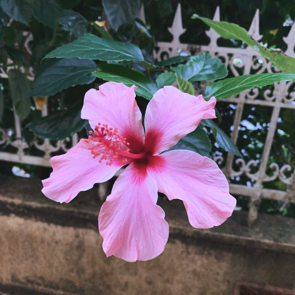 f:id:mekabu916:20200101111838j:plain f:id:mekabu916:20200101111838j:plain