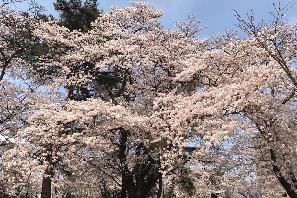 f:id:mekajiki_life:20190407192018j:image f:id:mekajiki_life:20190407192018j:image