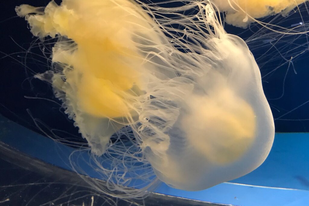 f:id:mekajiki_life:20190611185353j:image f:id:mekajiki_life:20190611185353j:image