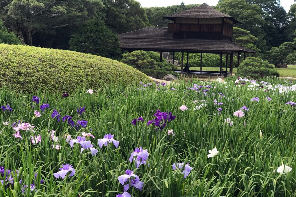 f:id:mekajiki_life:20190625161522j:image