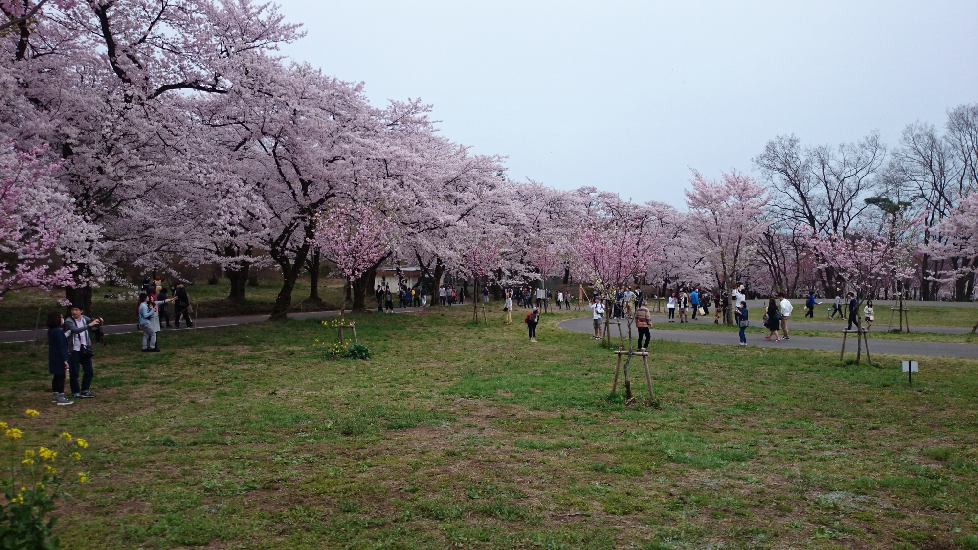 f:id:mekkemon-com:20170412193304j:plain f:id:mekkemon-com:20170412193304j:plain