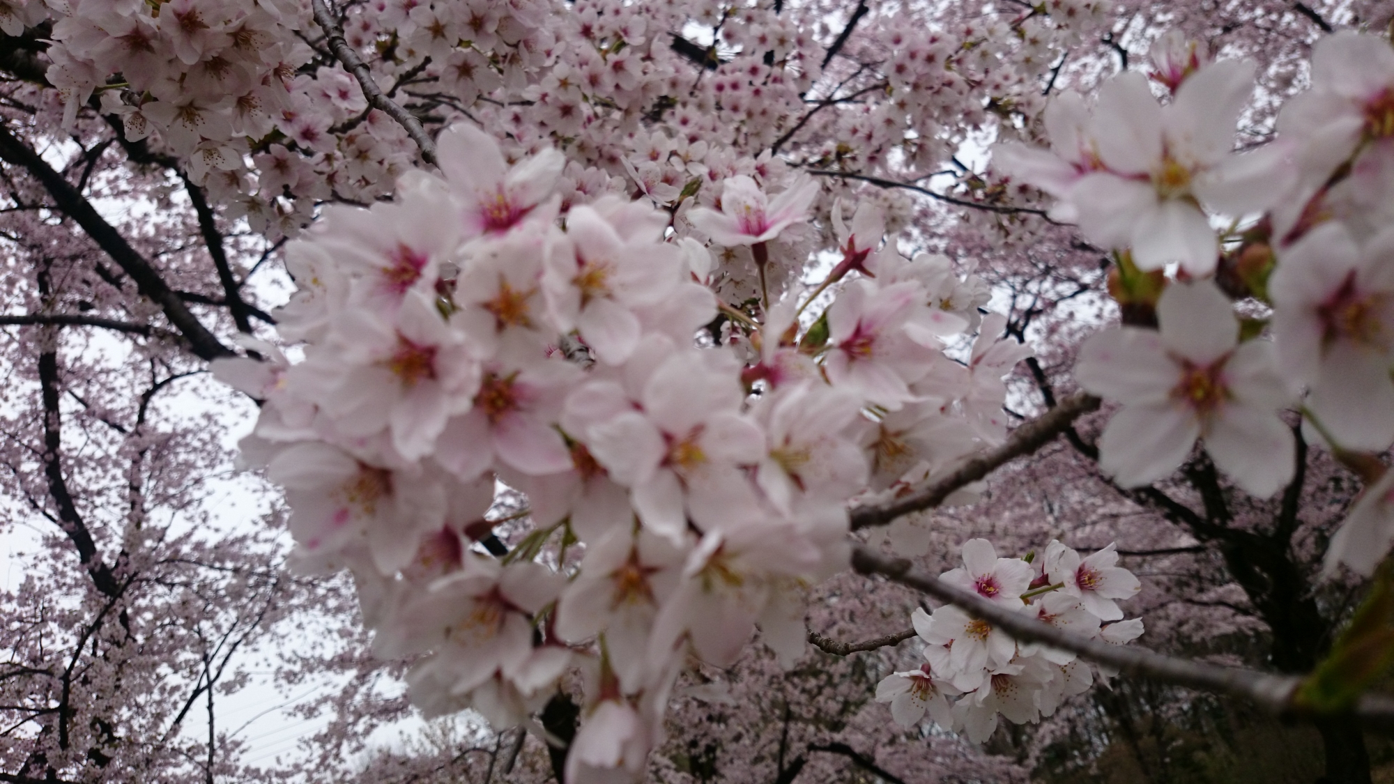 f:id:mekkemon-com:20170412193330j:plain f:id:mekkemon-com:20170412193330j:plain
