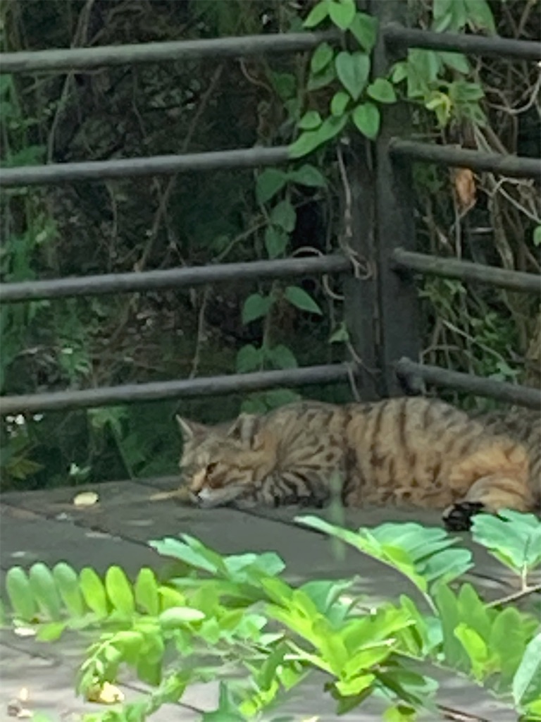 f:id:mekko69:20220819100252j:image f:id:mekko69:20220819100252j:image
