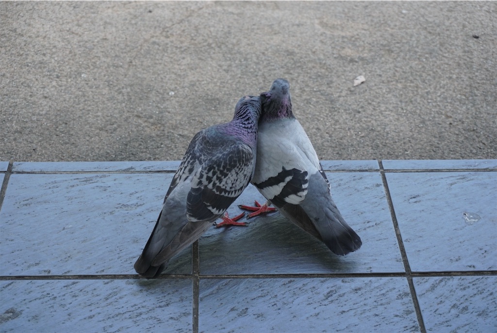f:id:melcat:20190605214725j:image f:id:melcat:20190605214725j:image