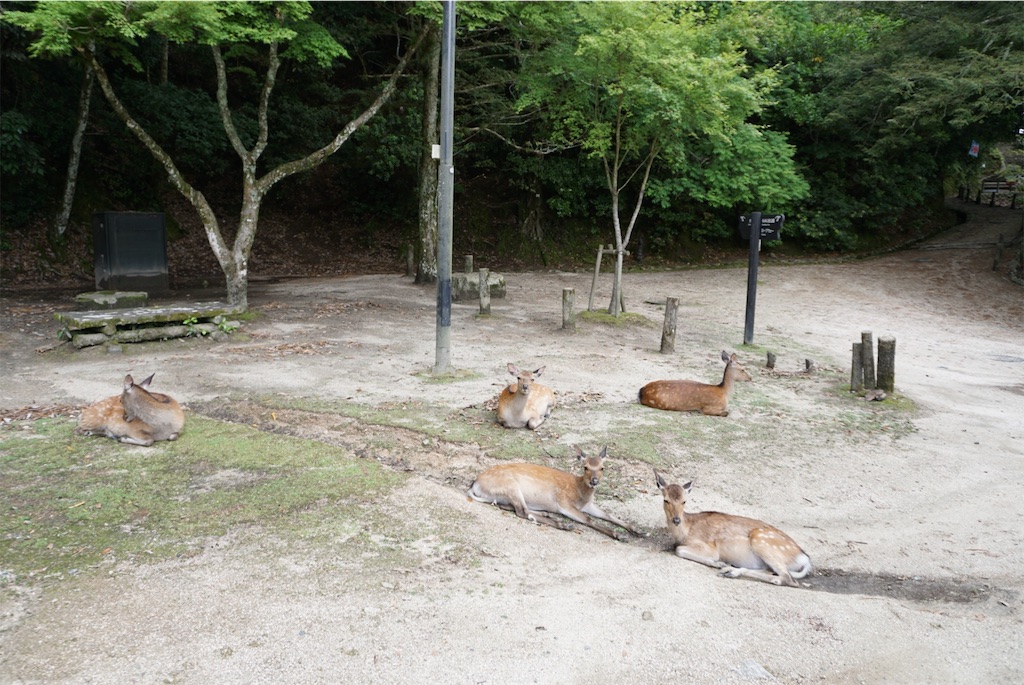 f:id:melcat:20190608205715j:image f:id:melcat:20190608205715j:image
