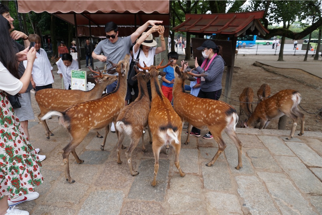 f:id:melcat:20190608210224j:image f:id:melcat:20190608210224j:image