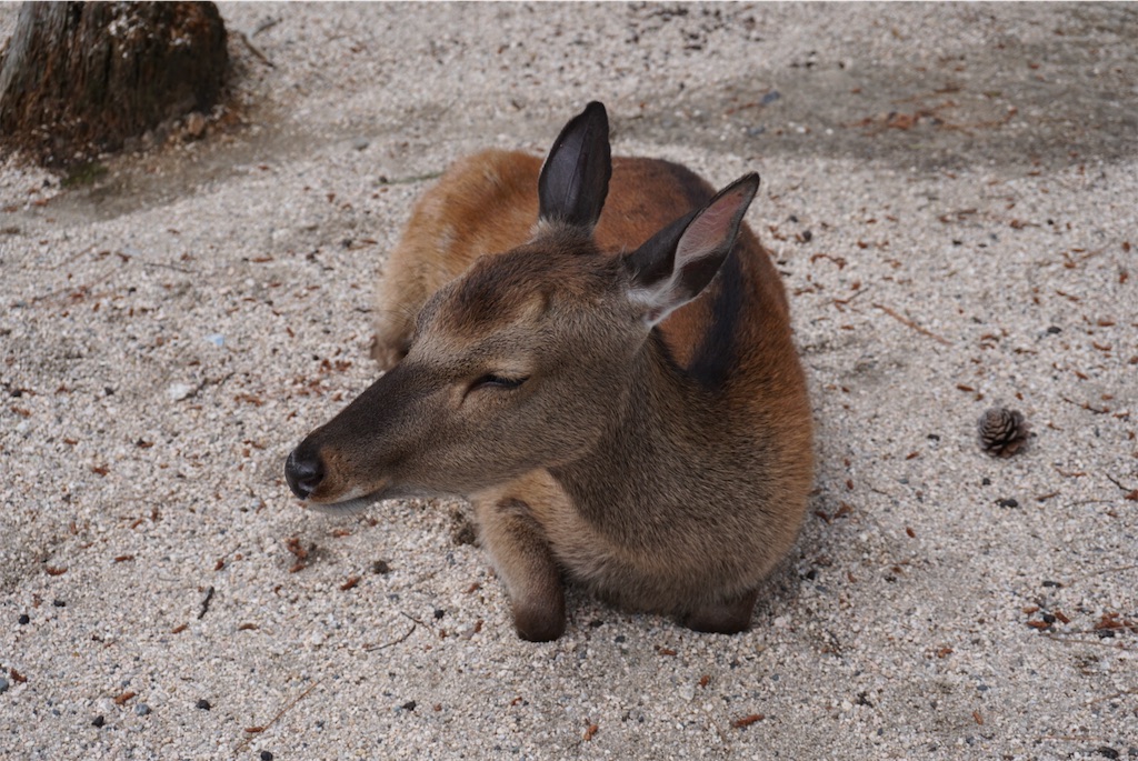 f:id:melcat:20190608210606j:image f:id:melcat:20190608210606j:image