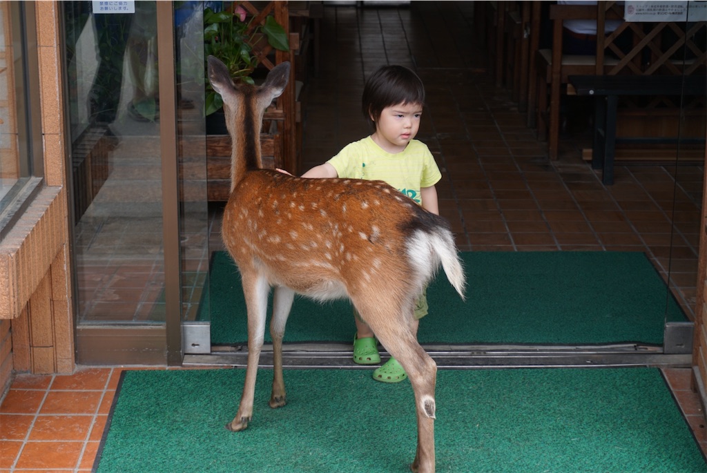 f:id:melcat:20190608212328j:image f:id:melcat:20190608212328j:image