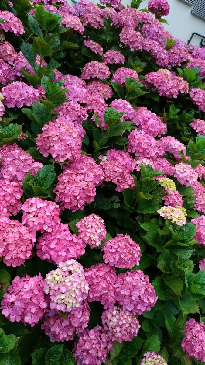 f:id:melonicecream:20191123183257j:plain