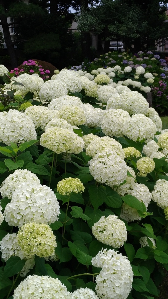 f:id:melonicecream:20191123183310j:plain