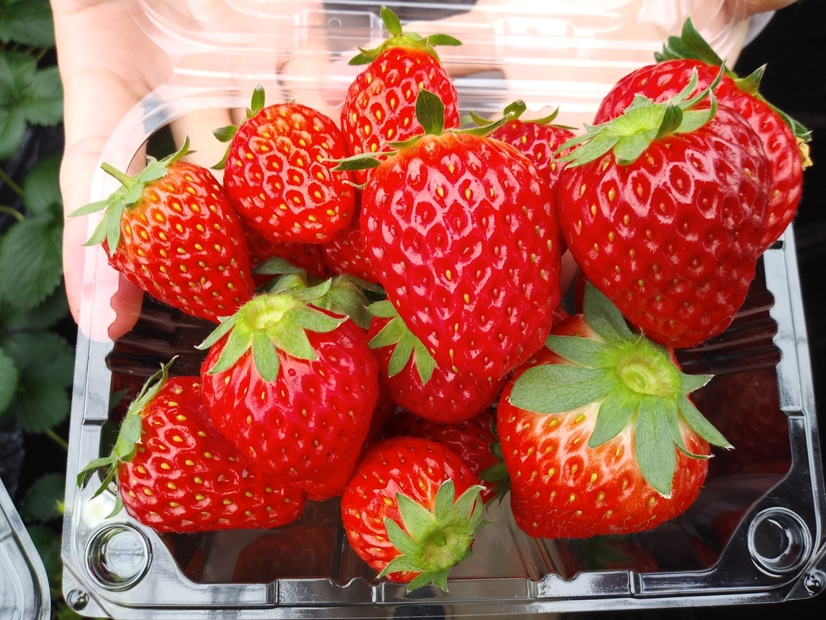 f:id:melonicecream:20200126170731j:plain