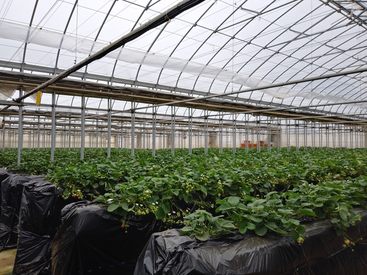 f:id:melonicecream:20200126170837j:plain