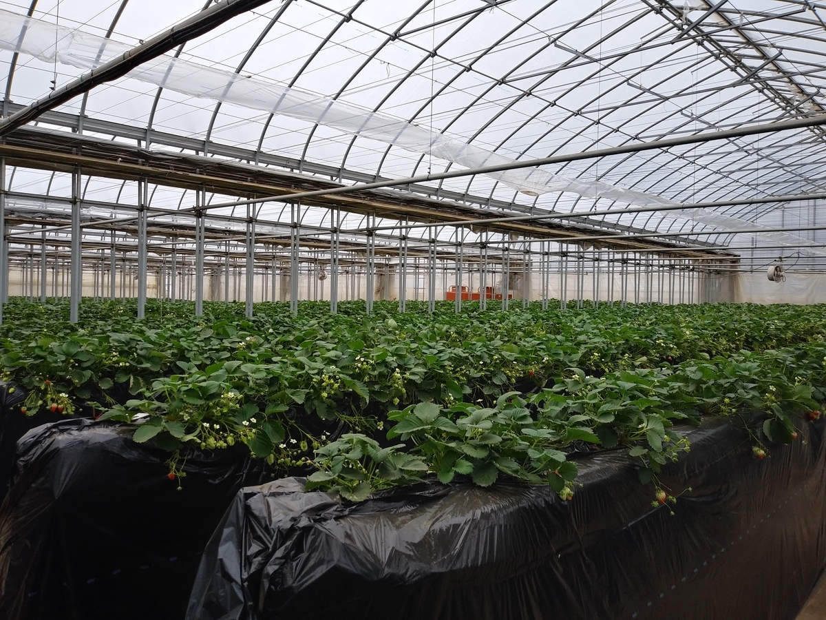 f:id:melonicecream:20200126171345j:plain