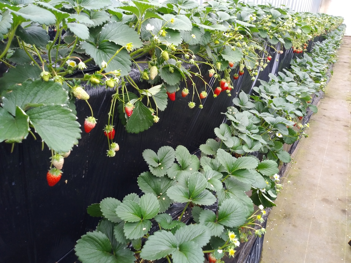 f:id:melonicecream:20200126171544j:plain