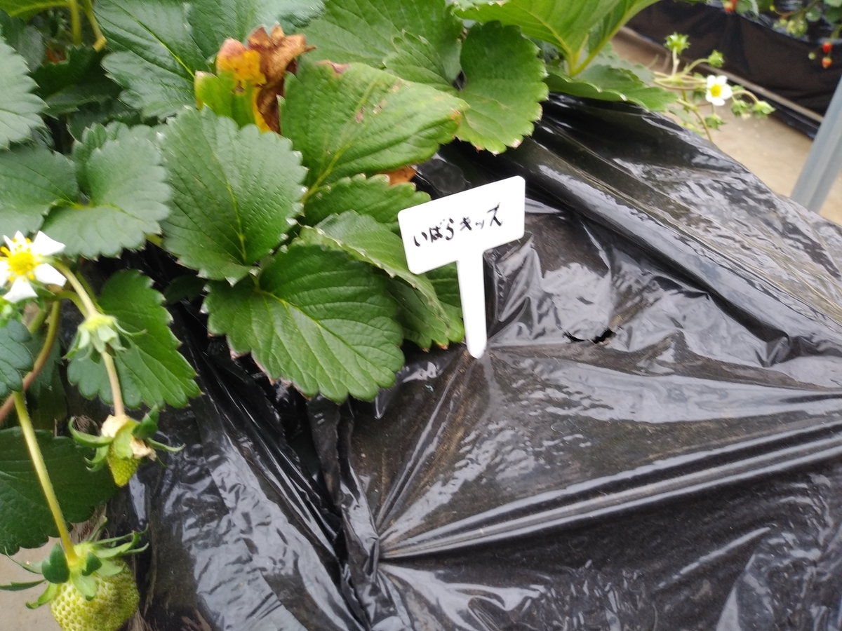 f:id:melonicecream:20200126171610j:plain