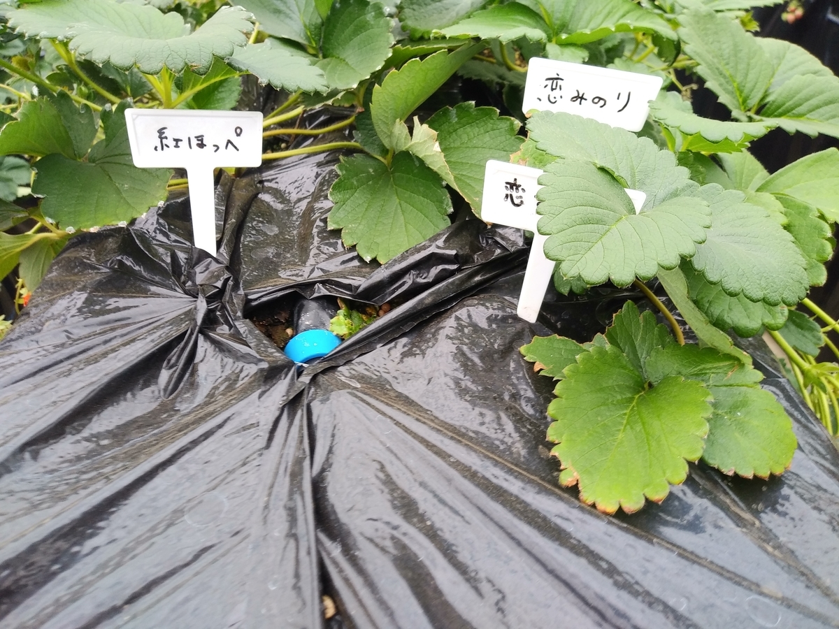 f:id:melonicecream:20200126171635j:plain