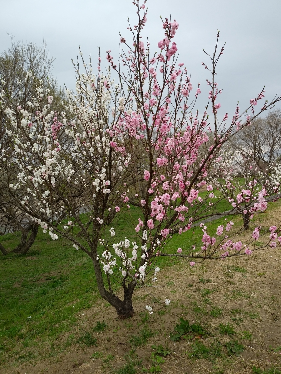 f:id:melonicecream:20200328183626j:plain