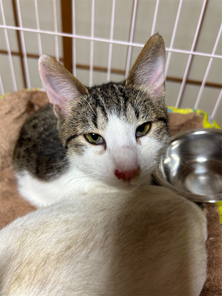 f:id:melonpan2003:20240412000832j:image