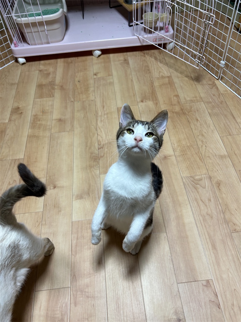 f:id:melonpan2003:20240423221518j:image f:id:melonpan2003:20240423221518j:image