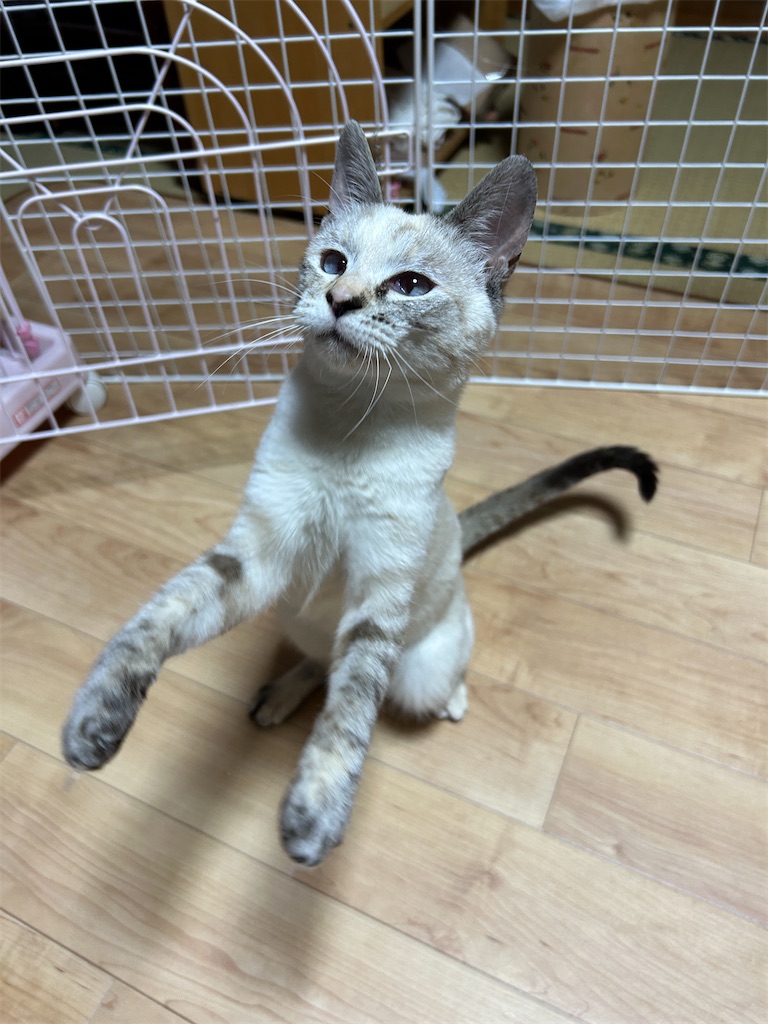 f:id:melonpan2003:20240423221522j:image f:id:melonpan2003:20240423221522j:image