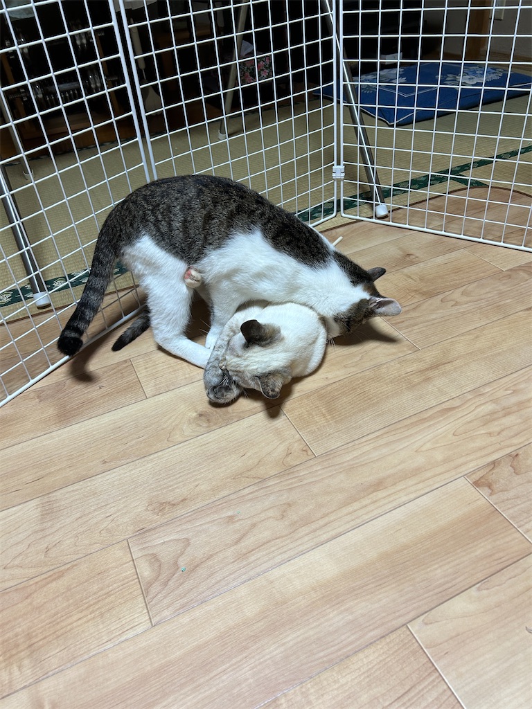 f:id:melonpan2003:20240423221623j:image f:id:melonpan2003:20240423221623j:image