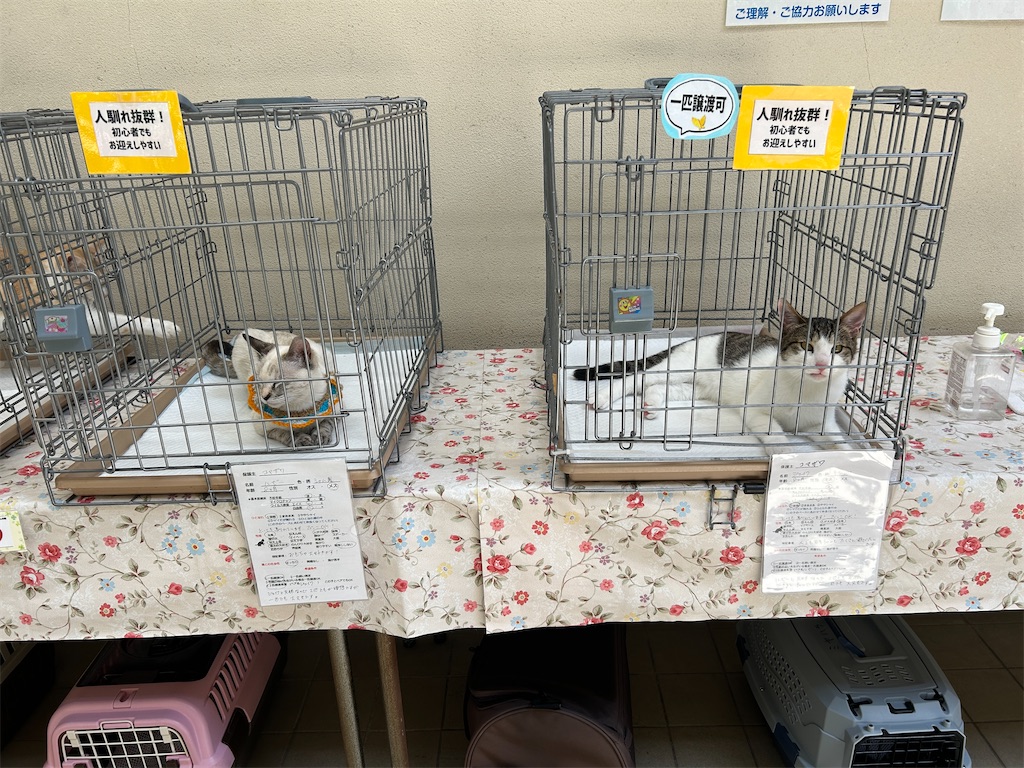 f:id:melonpan2003:20240506220531j:image