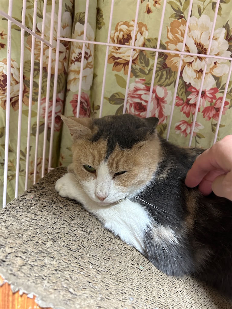 f:id:melonpan2003:20241202225056j:image f:id:melonpan2003:20241202225056j:image