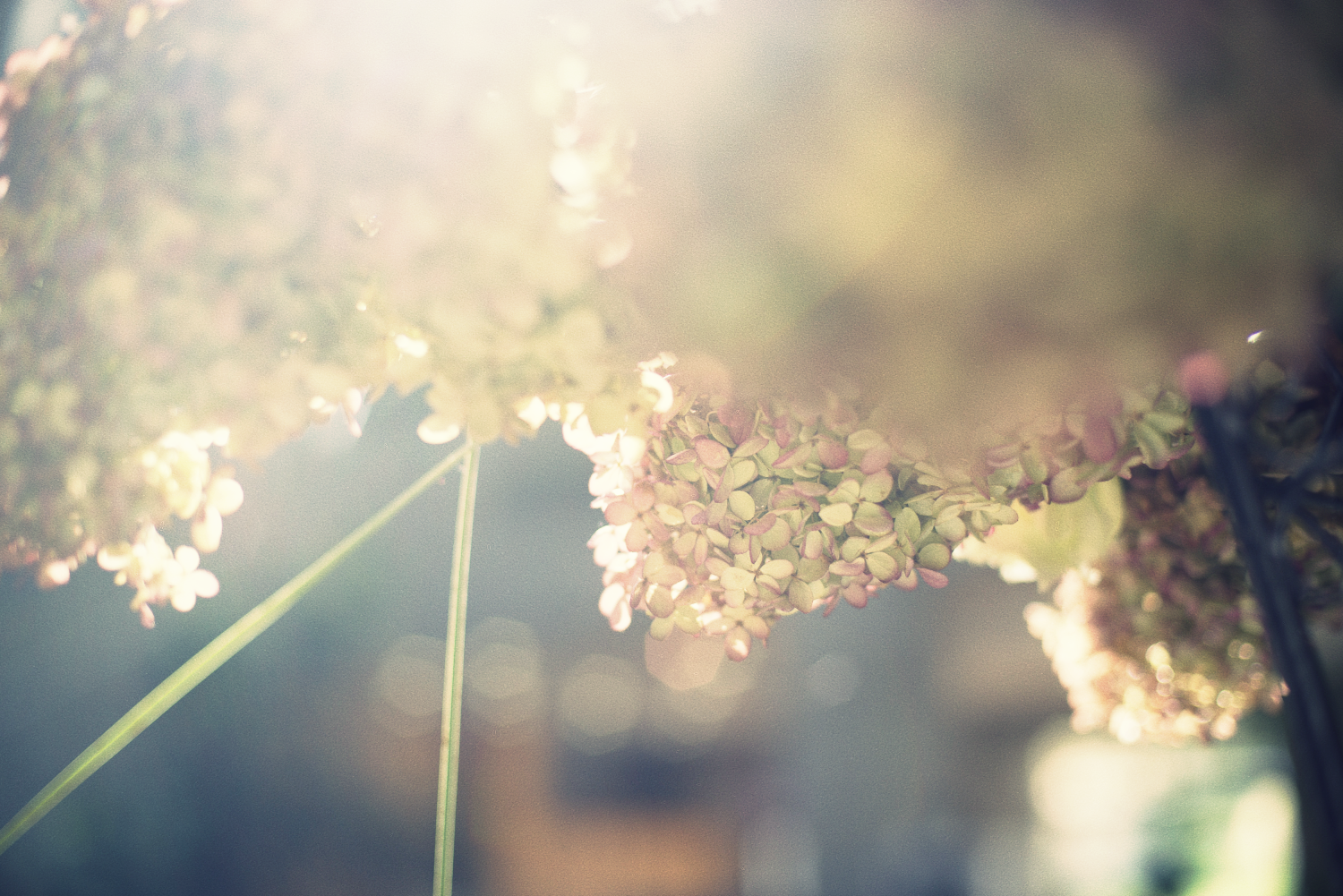 f:id:melpuwa:20201231133434p:plain