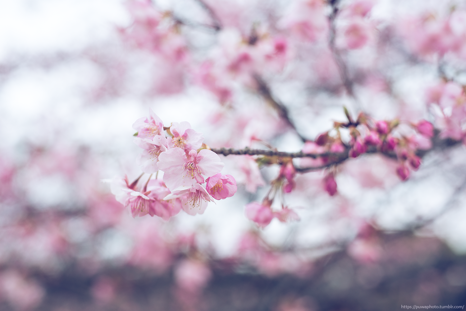 f:id:melpuwa:20210212210548p:plain