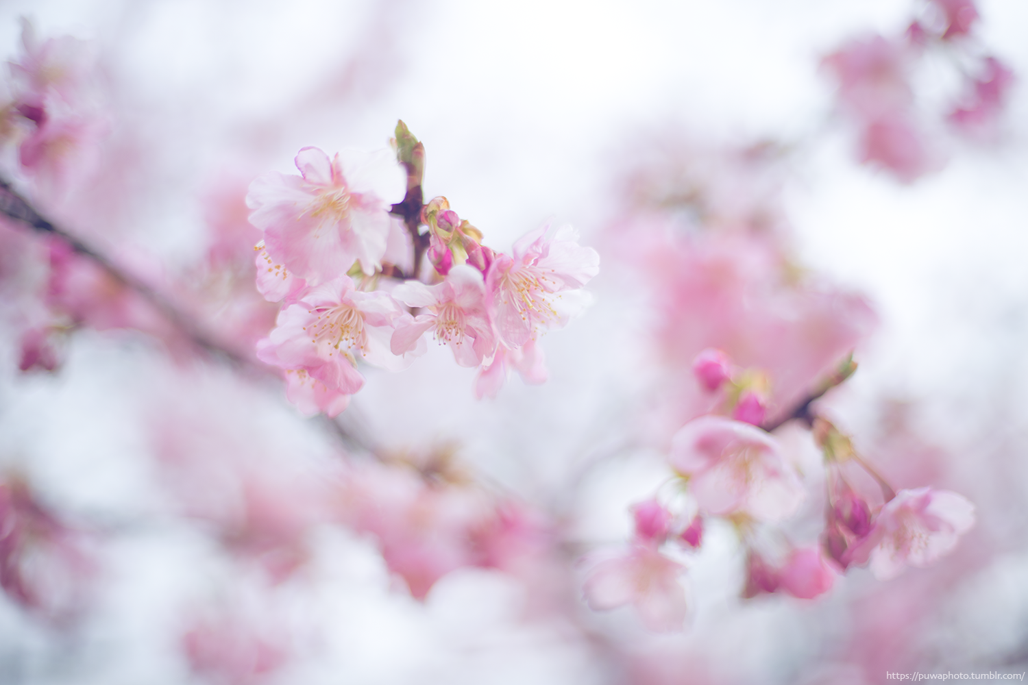 f:id:melpuwa:20210212210551p:plain
