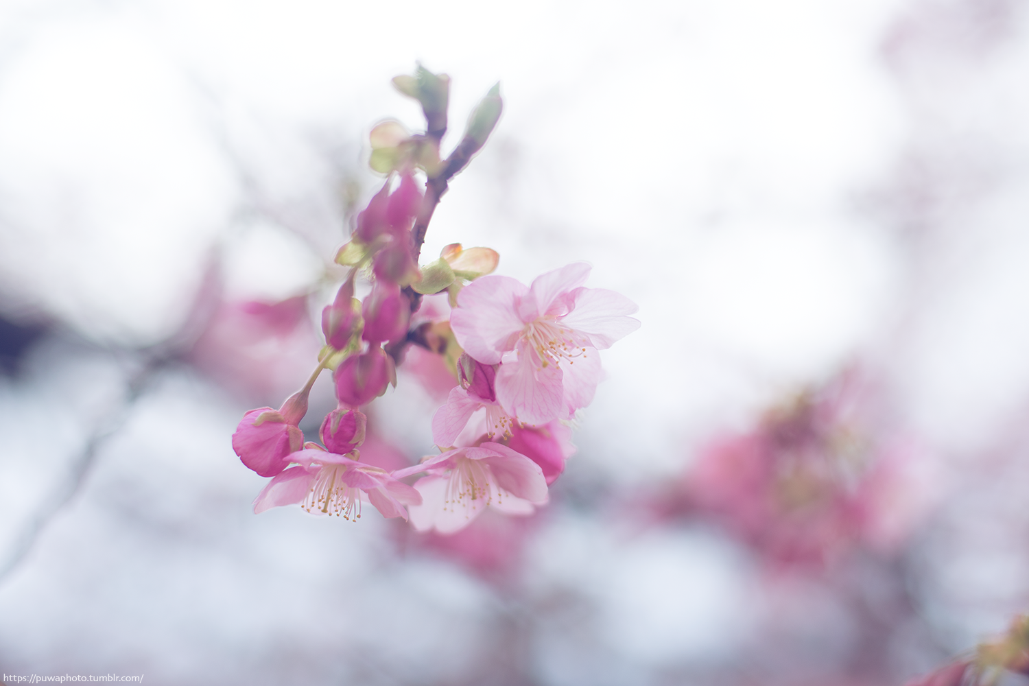 f:id:melpuwa:20210212210556p:plain