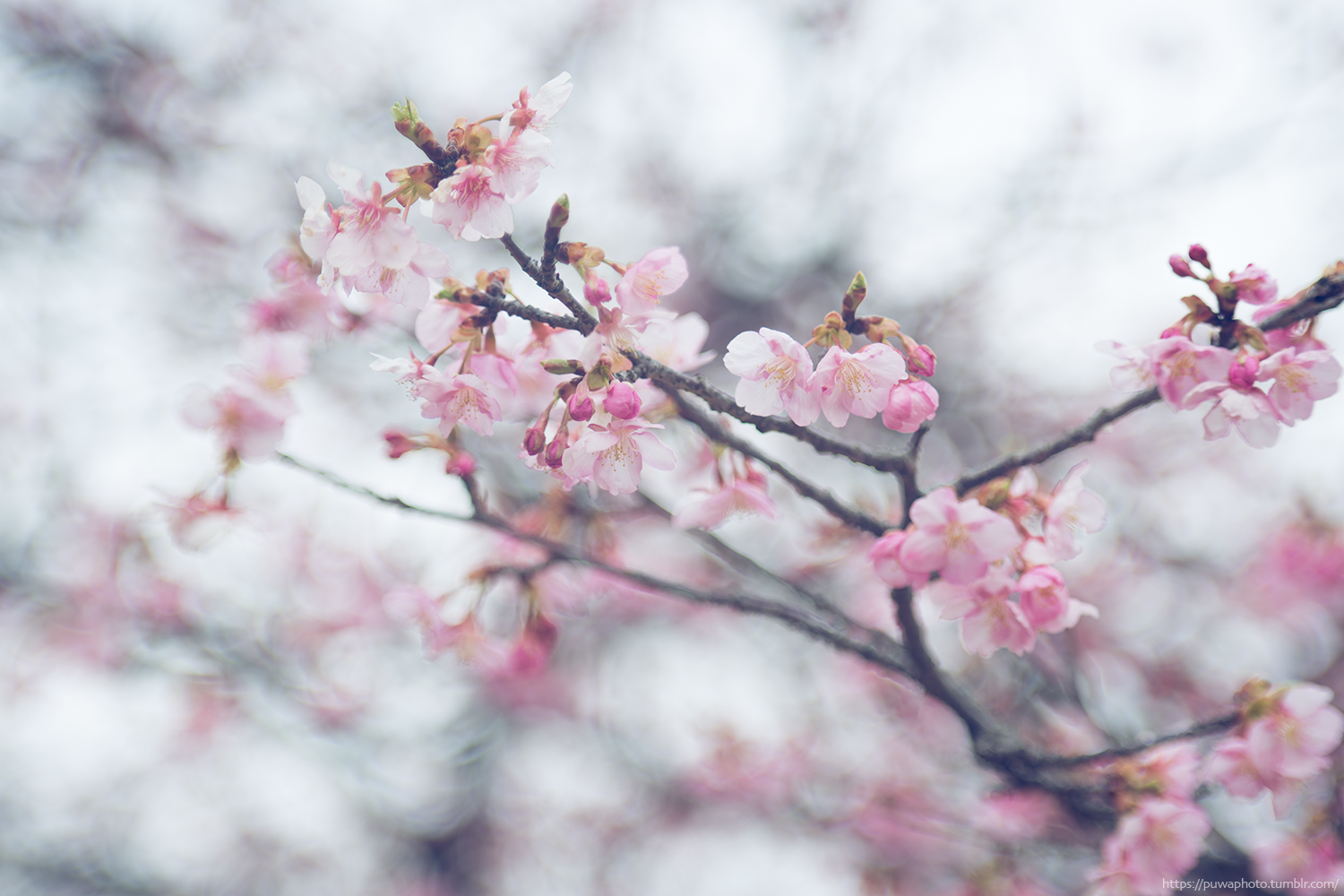 f:id:melpuwa:20210212210604p:plain