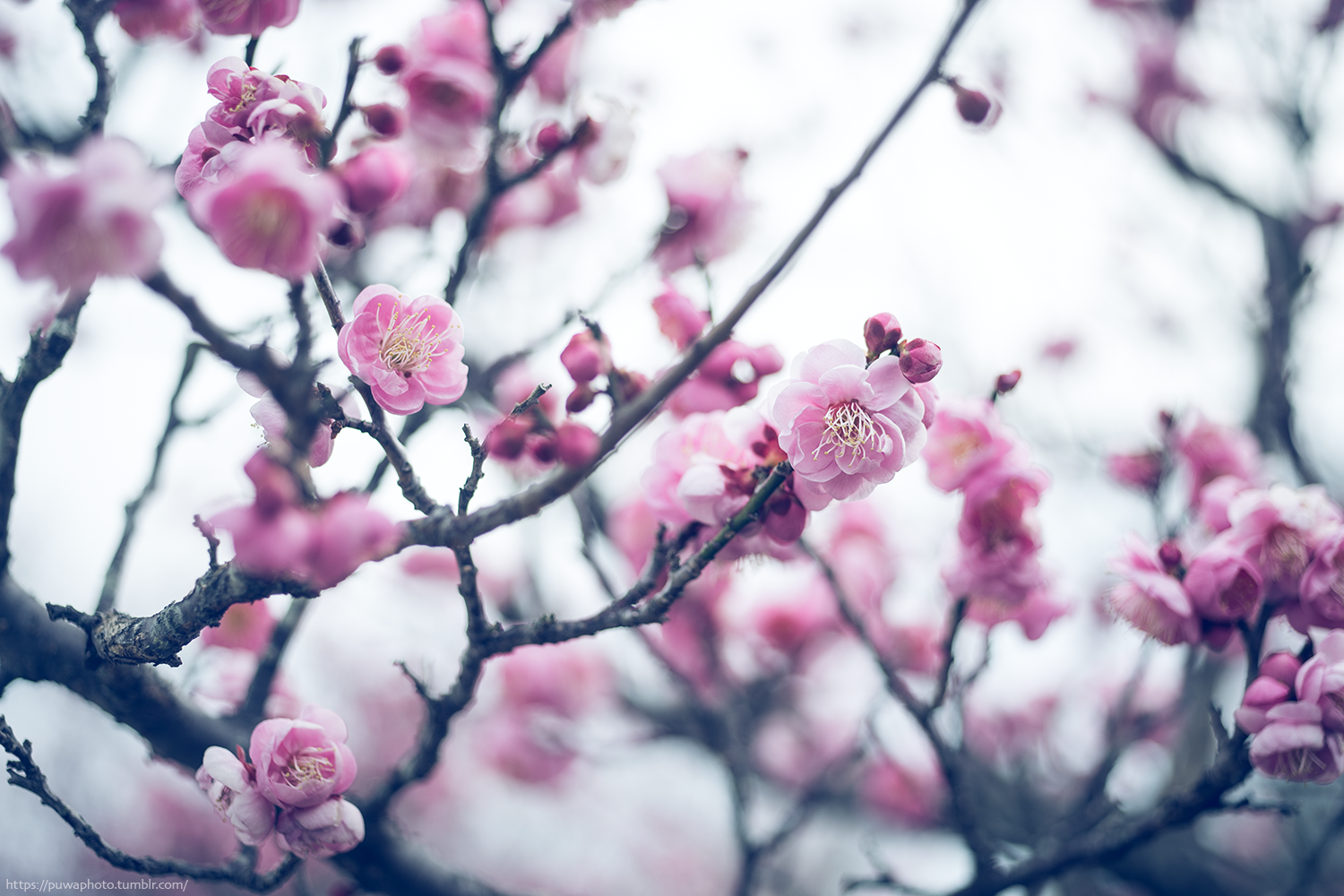 f:id:melpuwa:20210214200233p:plain