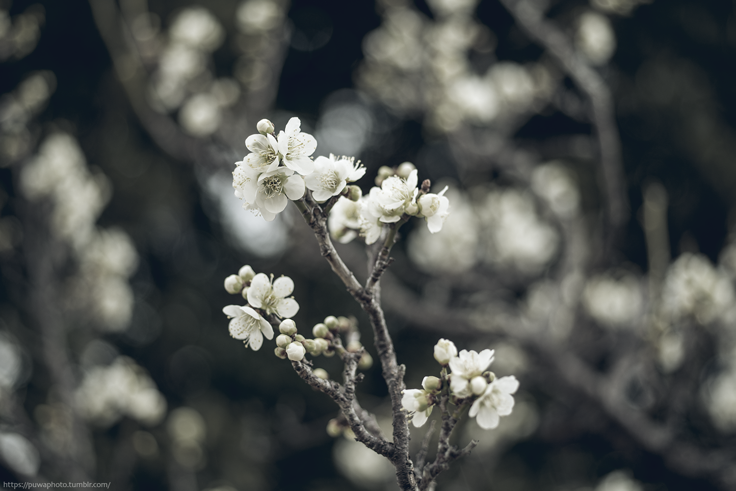 f:id:melpuwa:20210216200101p:plain