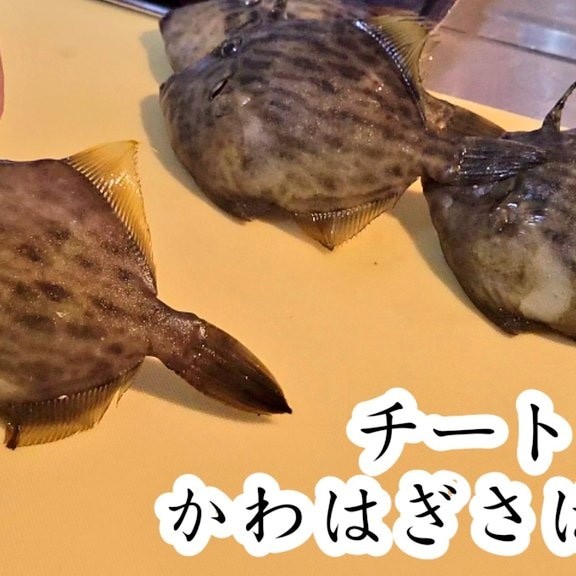 釣り人専用 チートで簡単なカワハギさばき方と刺身 ワッペン大漁に釣った時に 魚捌き初心者 を Youtube で見る 釣りと料理のバラエティ