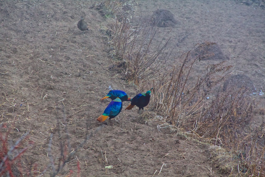 f:id:meltdown_int:20161209114806j:plain