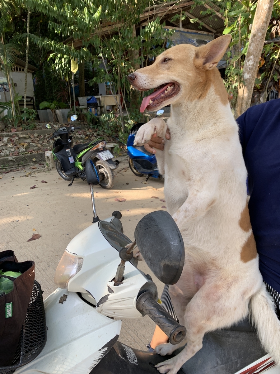f:id:meltdown_int:20190827140817j:plain f:id:meltdown_int:20190827140817j:plain