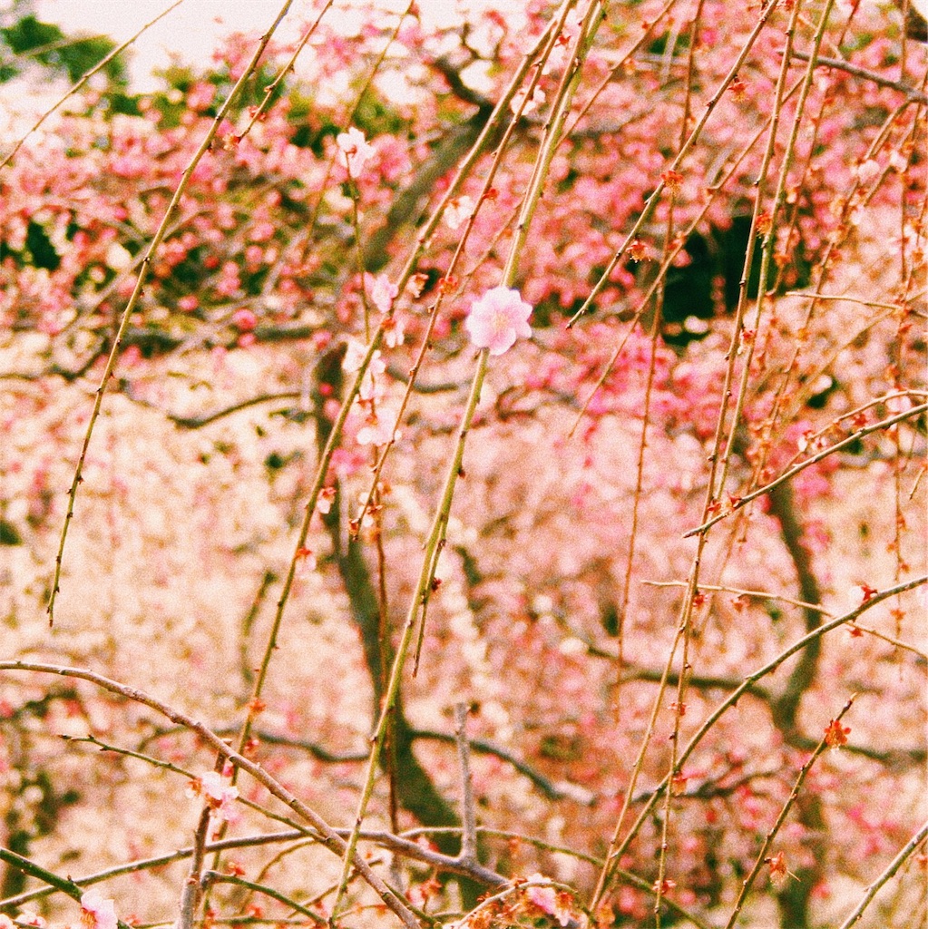 f:id:meltmoon:20170322201641j:image f:id:meltmoon:20170322201641j:image