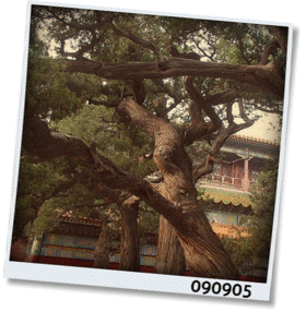 f:id:meltylove:20090906081737g:image:right