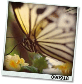 f:id:meltylove:20090919120452g:image:right f:id:meltylove:20090919120452g:image:right