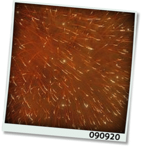 f:id:meltylove:20090920120032g:image:right