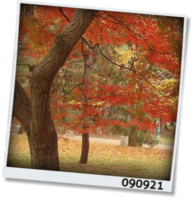 f:id:meltylove:20090921103446g:image:right f:id:meltylove:20090921103446g:image:right